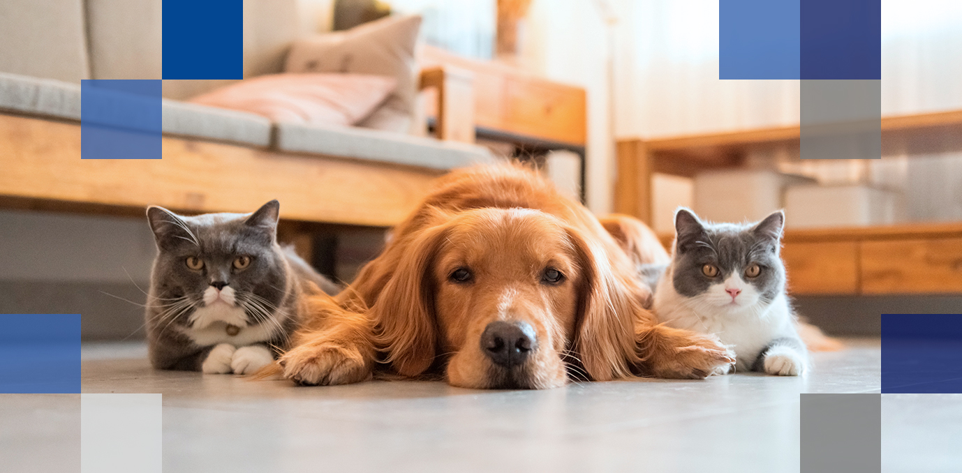 Bradesco Residencial Pet